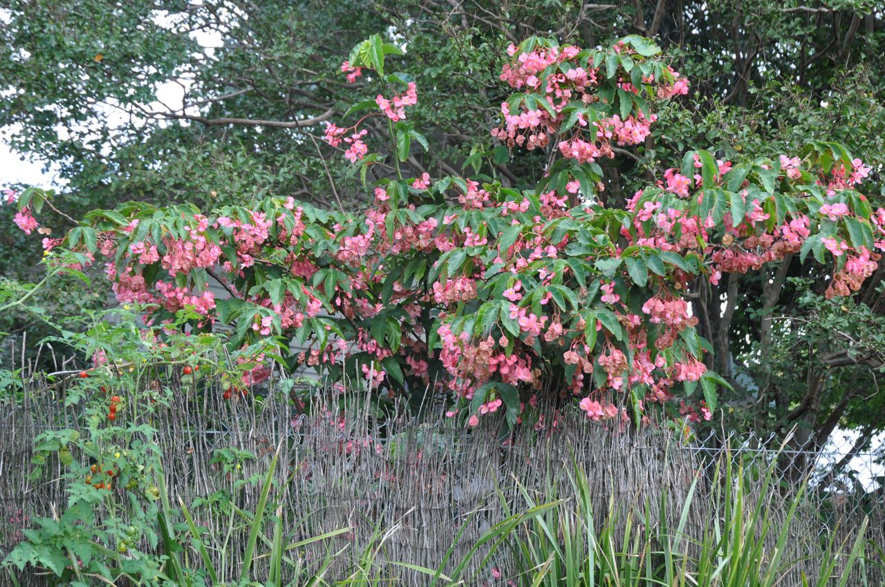 B. ‘Pink Rubra’